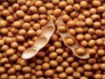 /album/galeria-de-fotos-galeria-de-fotos/soybean-jpg/